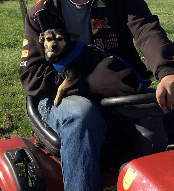 Zwergpincher-Chihuahua-Mischling Jinny will am liebsten überall dabei sein - sogar beim Rasenmähen | Foto: Jessica Hrdlicka