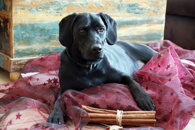 4 Jahre alte Hundedame Milly | Foto: Martina Bauer