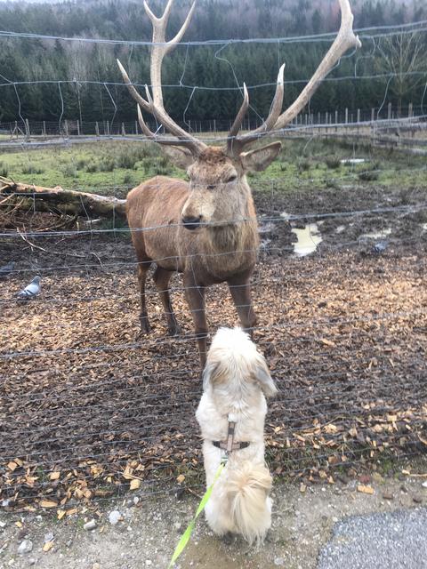 Hundeherr "Idefix" mit seinem "großen Freund" | Foto: Andreas Niederkorn