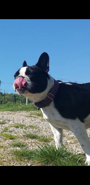 Die französische Bulldogge "Milka" bei einem Ausflug auf die Weide | Foto: Lisa Ott