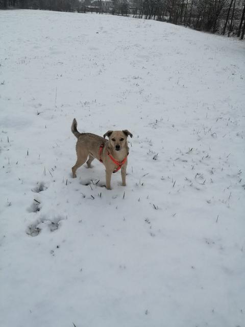 Coco ist am liebsten im Freien unterwegs | Foto: Verena Lampl