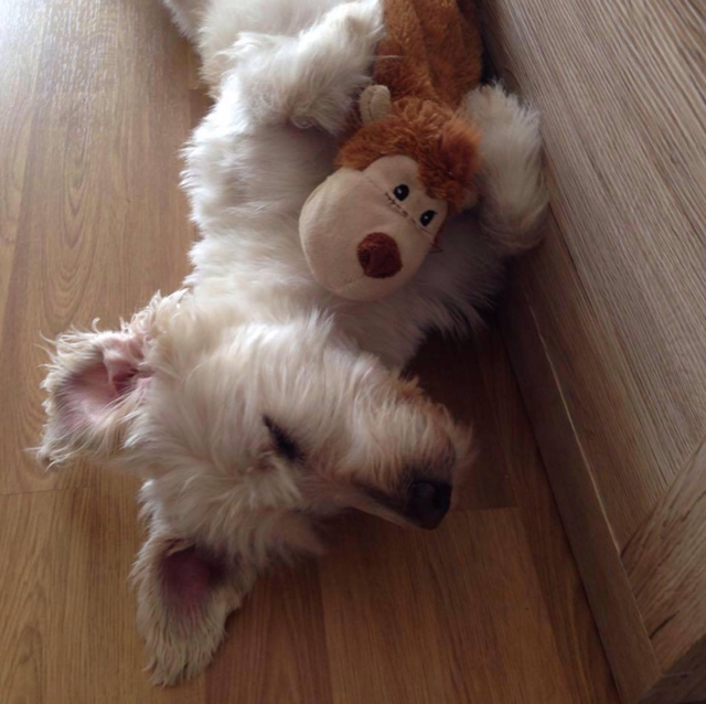 Der 8-jährige "Marley" hatte bisher ein turbulentes Leben. Bei seinem Frauchen lässt er es sich nur noch gut gehen. | Foto: Sabine Demmer