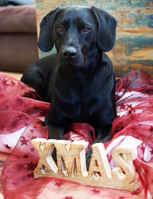 Milly bei ihrem letzten Weihnachtsfest | Foto: Martina Bauer