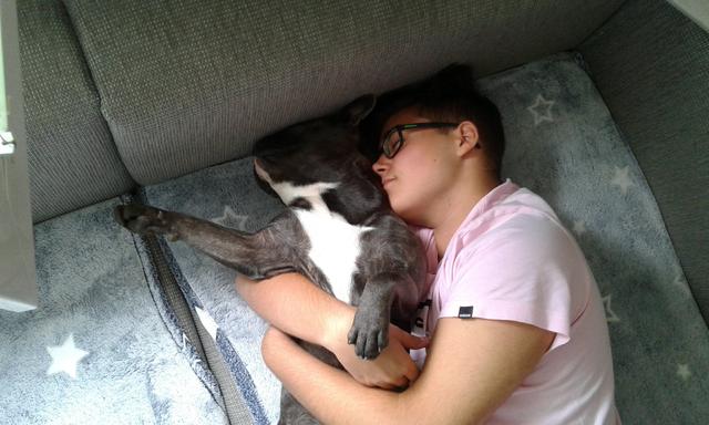 "Die schönste Bulldogge in Krems" - so findet Herrchen | Foto: Tobias Weitgasser