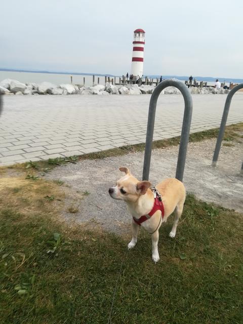 Schmusemonster Coco ist immer dabei | Foto: Anita Eckert