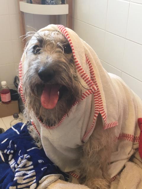 "Dreckspatz Idefix" nach dem Baden - das Abtrocknen gefällt ihm gar nicht | Foto: Andreas Niederkorn