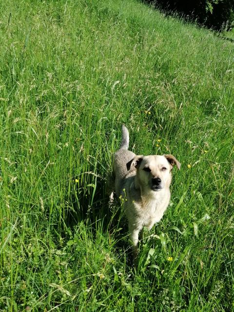 Seitdem Coco aus der Tötungsstation gerettet wurde, führt er ein Leben "wie ein junger Hund" | Foto: Verena Lampl