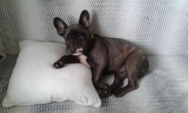 Rüde Oskar "thront" auf der Couch | Foto: Tobias Weitgasser