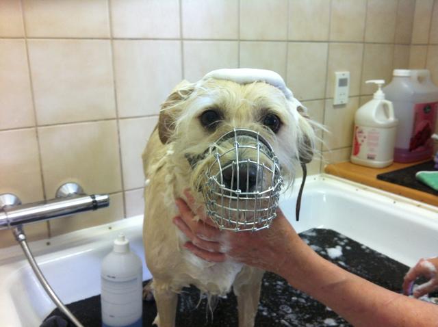 ...das Schaumbad gefällt ihm dagegen gar nicht.  | Foto: Ilona Bartha