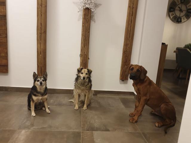 Das ganze Rudel - Amani, Tasha &amp; Maya | Foto: Bettina Neumeister