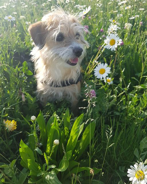 "Flower Power" Hunde-Dame Josie im Blumenfeld | Foto: Lydia Wanke