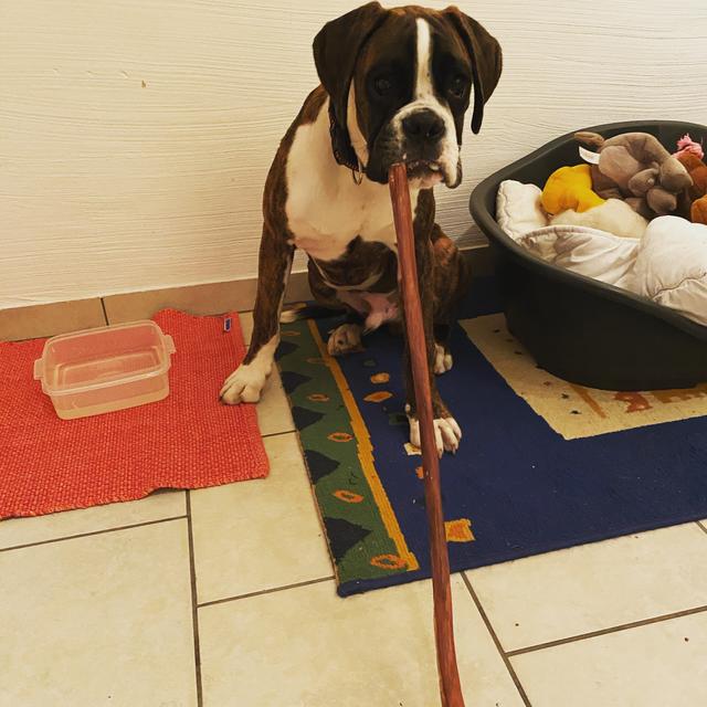 "Allesfresser" Maddox würde sich über ein paar Leckerli sehr freuen | Foto: Alexandra Böhm