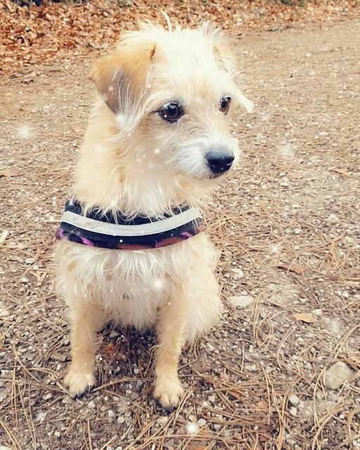 6 Jahre alte Hundedame Josie mit ihrer Leine | Foto: Lydia Wanke