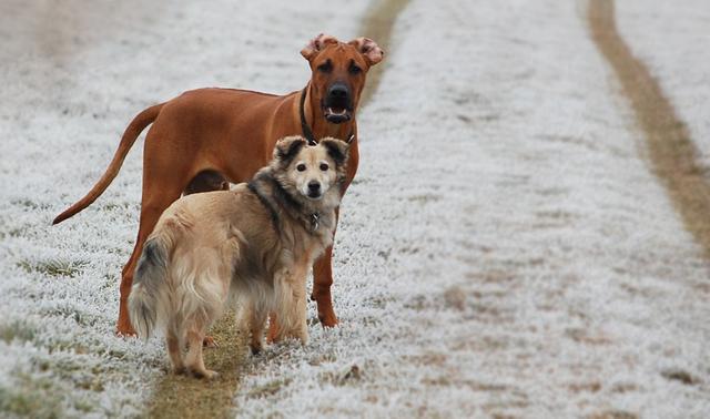Amani &amp; Tasha auf einem Spaziergang | Foto: Bettina Neumeister