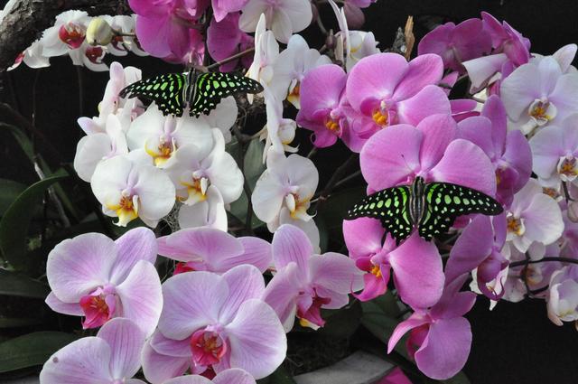 Orchideen aus verschiedenen Ländern gibt's in Stainz zu sehen.