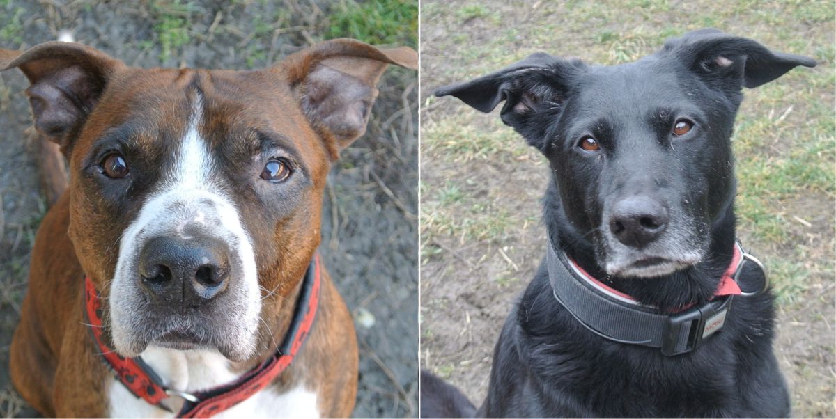 Hund Zu Vergeben Thema Auf Meinbezirk At