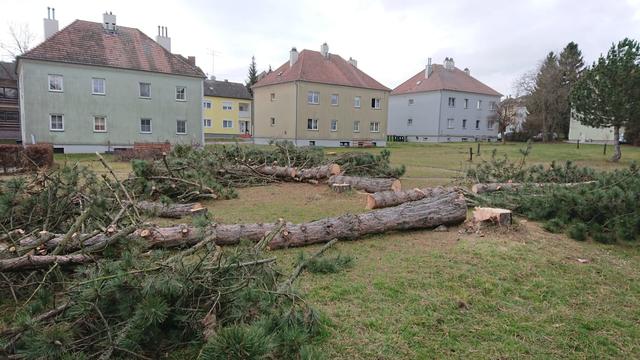 Die Bäume in der Zistersdorfer Friedensgasse wurden heute umgeschnitten.  | Foto: zVg