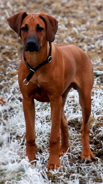 Ridgeback Rüde Amani | Foto: Bettina Neumeister