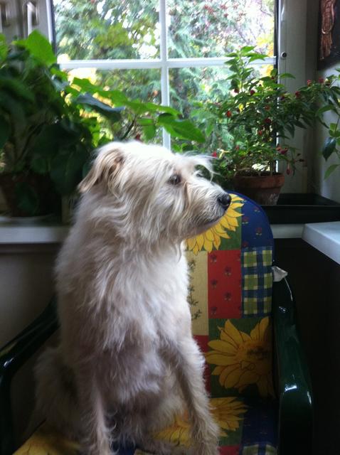 Spikie genießt den Ausblick in den Garten von seinem Fensterplatz aus...  | Foto: Ilona Bartha