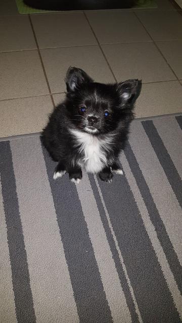 Hunde-Dame "Luna"  | Foto: Nicole Hütter