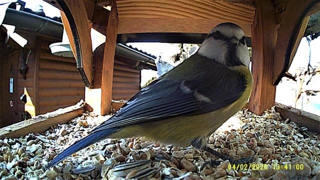 Besonders schön in den Farben sind die zierlichen Blaumeisen. 