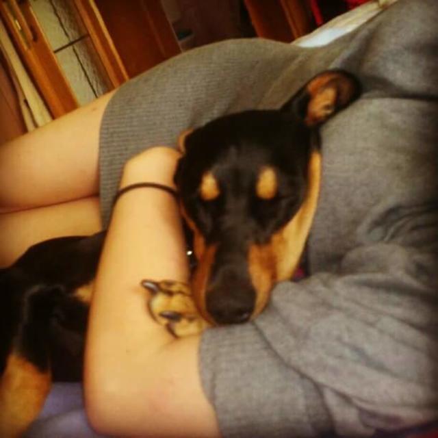 Balu kann aber auch ganz ruhig - als Seelntröster für sein Frauchen | Foto: Michaela Nemeth