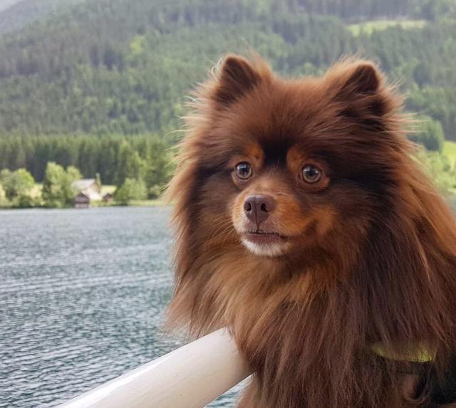 Der kleine Pomeranian mit den grünen Augen  | Foto: Iris Krische