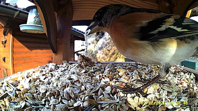 Der Buchfink liebt es für normal, das vom Boden aufzuklauben, aber hier wagt er sich sogar in das Futterhäuschen. 