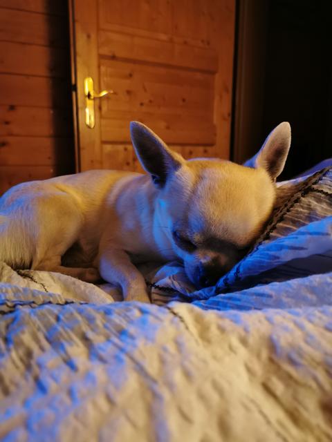 Leo hier ganz erschöpft von einem langen Tag im Garten | Foto: Daniela Piringer