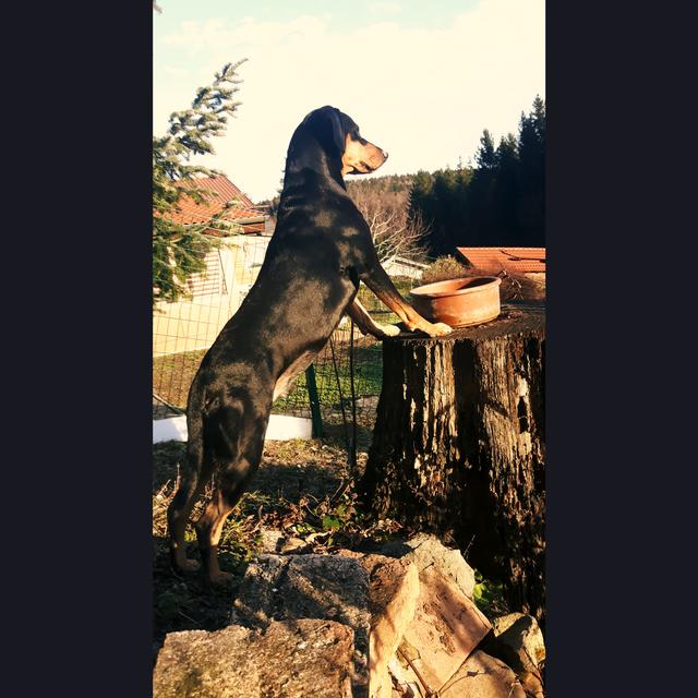 Balu ganz in seinem Element als Beschützer | Foto: Michaela Nemeth