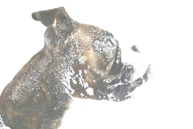 Hündin Linn liebt es im Schnee zu spielen | Foto: Sonja Schweinhammer