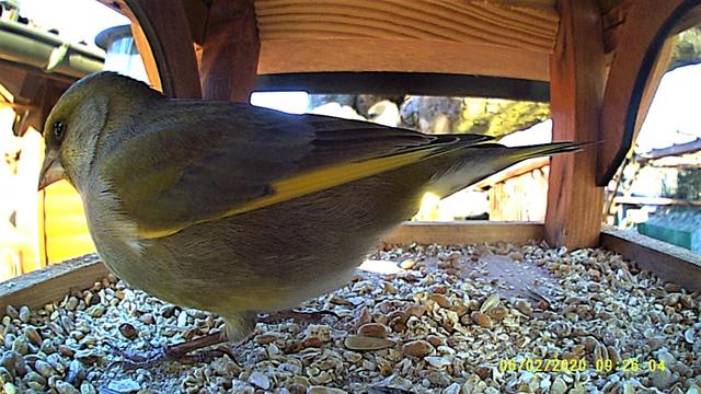 Immer seltener zu Gesicht bekommt man den Grünling. Aber hier ein besonders schönes Exemplar.
