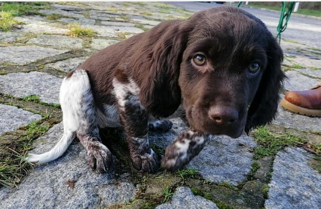 Die kleine Münsterländer Hündin hält ihre Familie auf Trab | Foto: Elisabeth Jammerbund