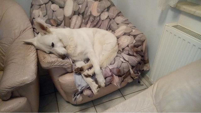 Hündin Shila auf ihrem Lieblingsplätzchen | Foto: Gabriele Struck