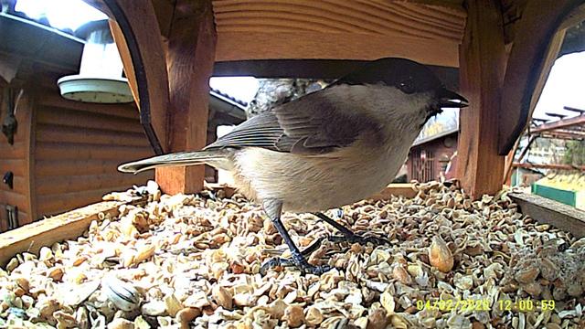 Die kleine Tannenmeise freut sich über das große Futterangebot. 