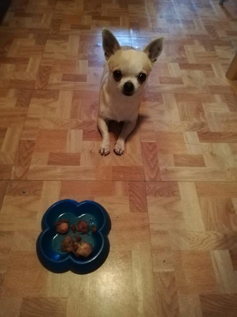 Leo ganz artig vor dem Futternapf | Foto: Daniela Piringer