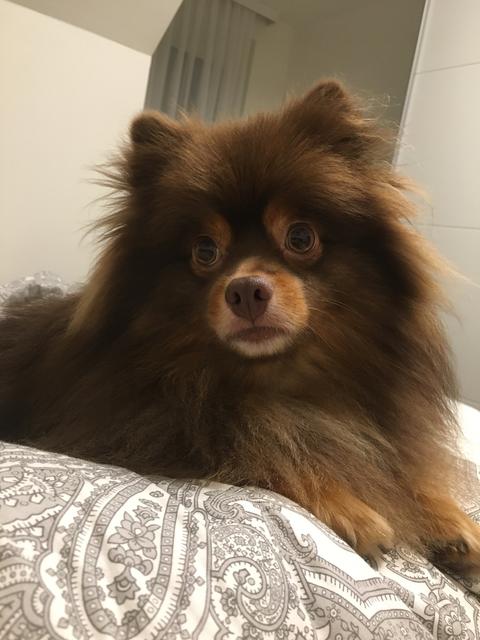 Dieser Zwerg heißt "Balu" - er posiert sehr gekonnt vor der Kamera | Foto: Iris Krische