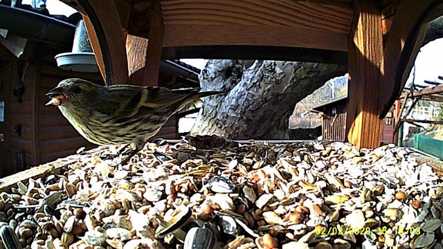 Diesen tollen, bunten Vogel hab ich leider nicht erkannt.