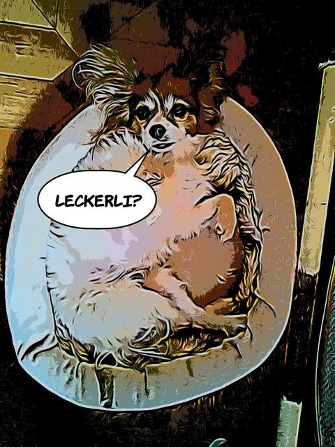 Die 13 Jahre alte "Sunny" hat immer nur Leckerlis im Kopf | Foto: Klaus Mörbauer