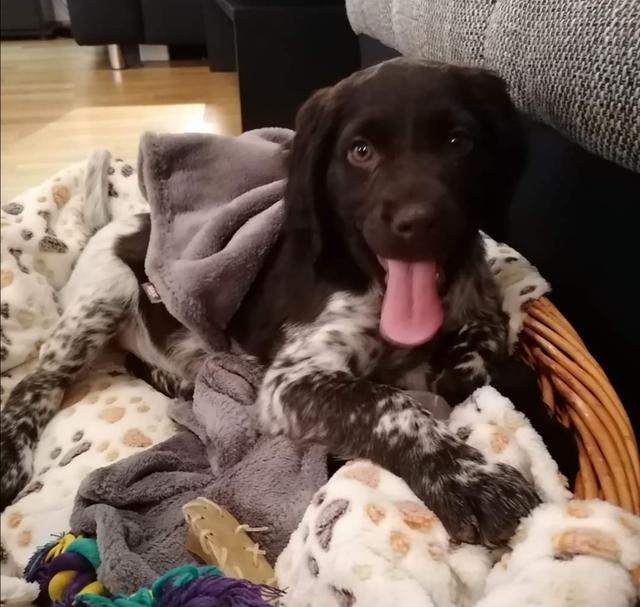 Hündin Amy ganz brav in ihrem Bettchen | Foto: Elisabeth Jammerbund