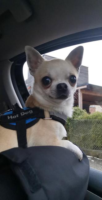 Leo voll freudiger Erwartung auf's Herrchen | Foto: Daniela Piringer