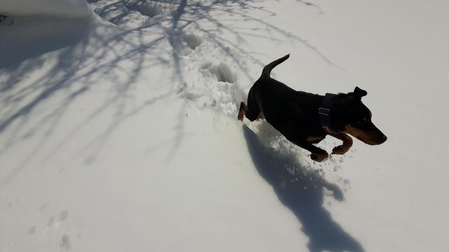 Der 9 Jahre alte Balu springt noch ganz leichtfüßig durch den Schnee | Foto: Michaela Nemeth