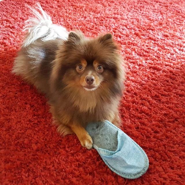 Erwischt: Balu hat den Schlapfen von seinem Frauchen stibitzt | Foto: Iris Krische