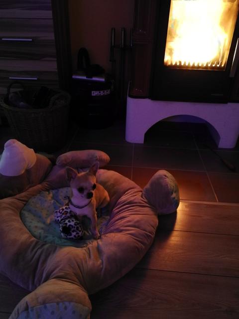 Dieser kleine Vierbeiner heißt Leo - hier an seinem liebsten Platz im Winter | Foto: Daniela Piringer