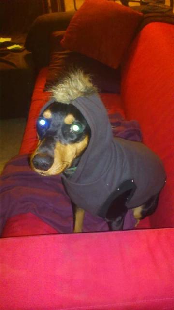 Wachhund Balu ist für die kalten Temperaturen gerüstet | Foto: Michaela Nemeth