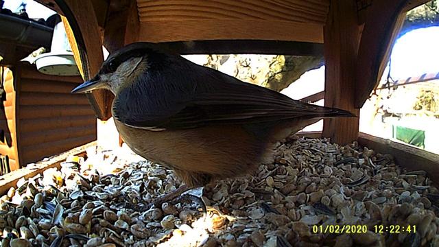 Immer gerne gesehen, der farbenprächtige und mit dem kurzen Schwanz leicht zu erkennende Kleiber.