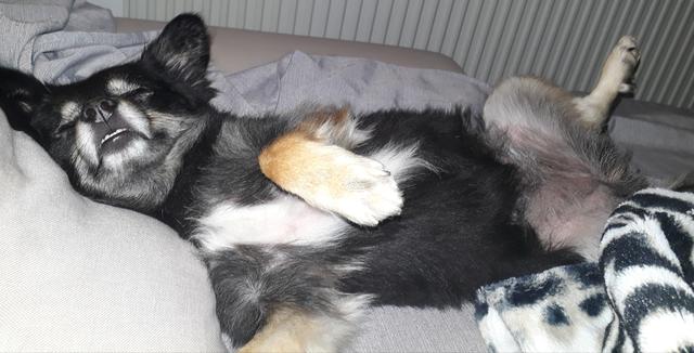 Mona schläft am liebsten am Rücken, so kann ihr Frauchen ganz leicht das Bäuchlein kraulen | Foto: Julia Neihsl