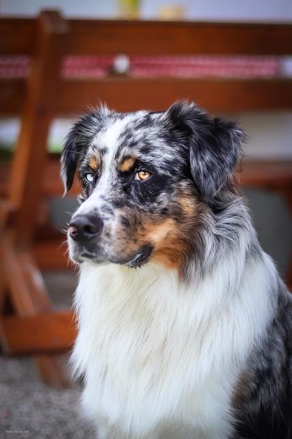 Aris - ganz fotogen | Foto: Manuel Laister