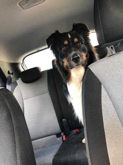 Makaio fährt gerne fort, aber hinten sitzen macht ihn nicht ganz so glücklich | Foto: Olga Wieser