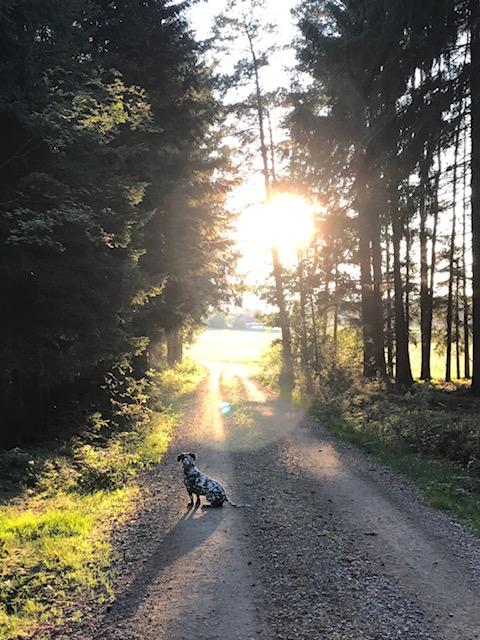 Dalmatiner-Dackel-Mischling Maja bei einem Spaziergang | Foto: Manuela Hauer